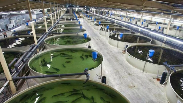 מוצר מקורי של aquabounty.com