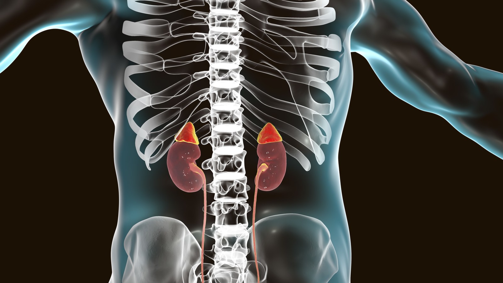 Cadrenal Therapeutics Inc - מוצר ממותג | 👁️GURU.Markets👁️ סחורת הדגל של Cadrenal Therapeutics Inc