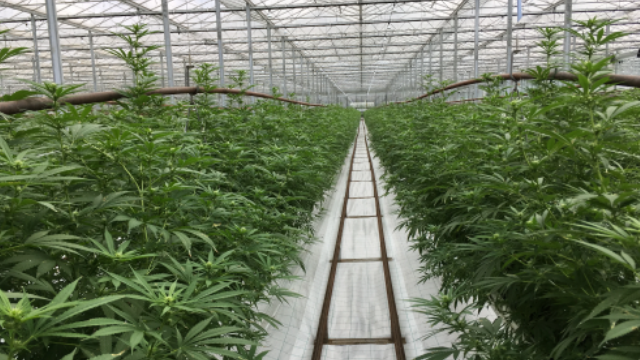 fsdpharma.com - produk mawa merek | 👁️GURU.Markets👁️ Barang unggulan fsdpharma.com